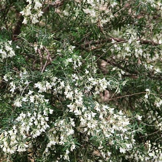 Tree Lucerne ~ Seed packet, Eden Seeds