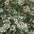 Tree Lucerne ~ Seed packet, Eden Seeds