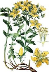 Hypericum Bio Res Energy drops 30ml (St John's Wort)