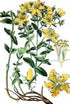 Hypericum Bio Res Energy drops 30ml (St John's Wort)