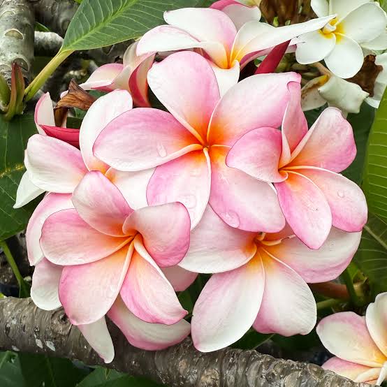 Frangipani essential oil 10ml 4%