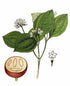 Nux Vomica Bio Res Energy drops 30ml