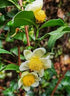 Camellia sinensis Dried Blossoms 25g (Green Tea Flowers) - last one!