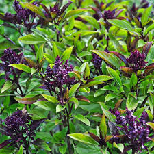 Basil, Thai (bees love this one) ~ Seed packet, Eden Seeds