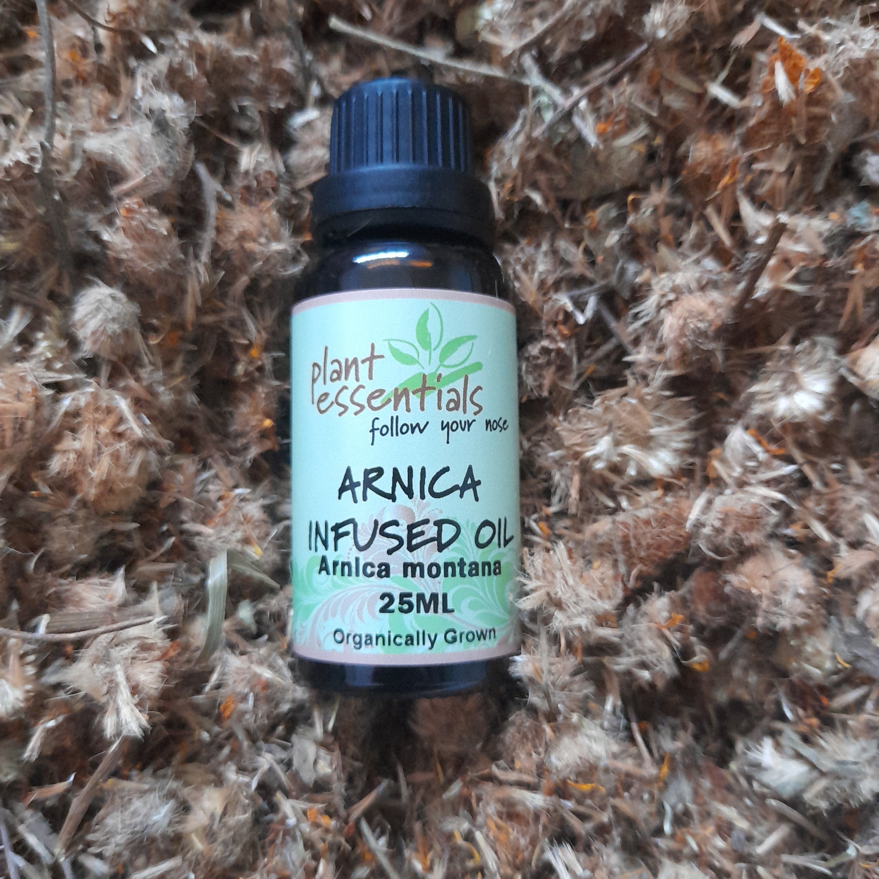 Arnica