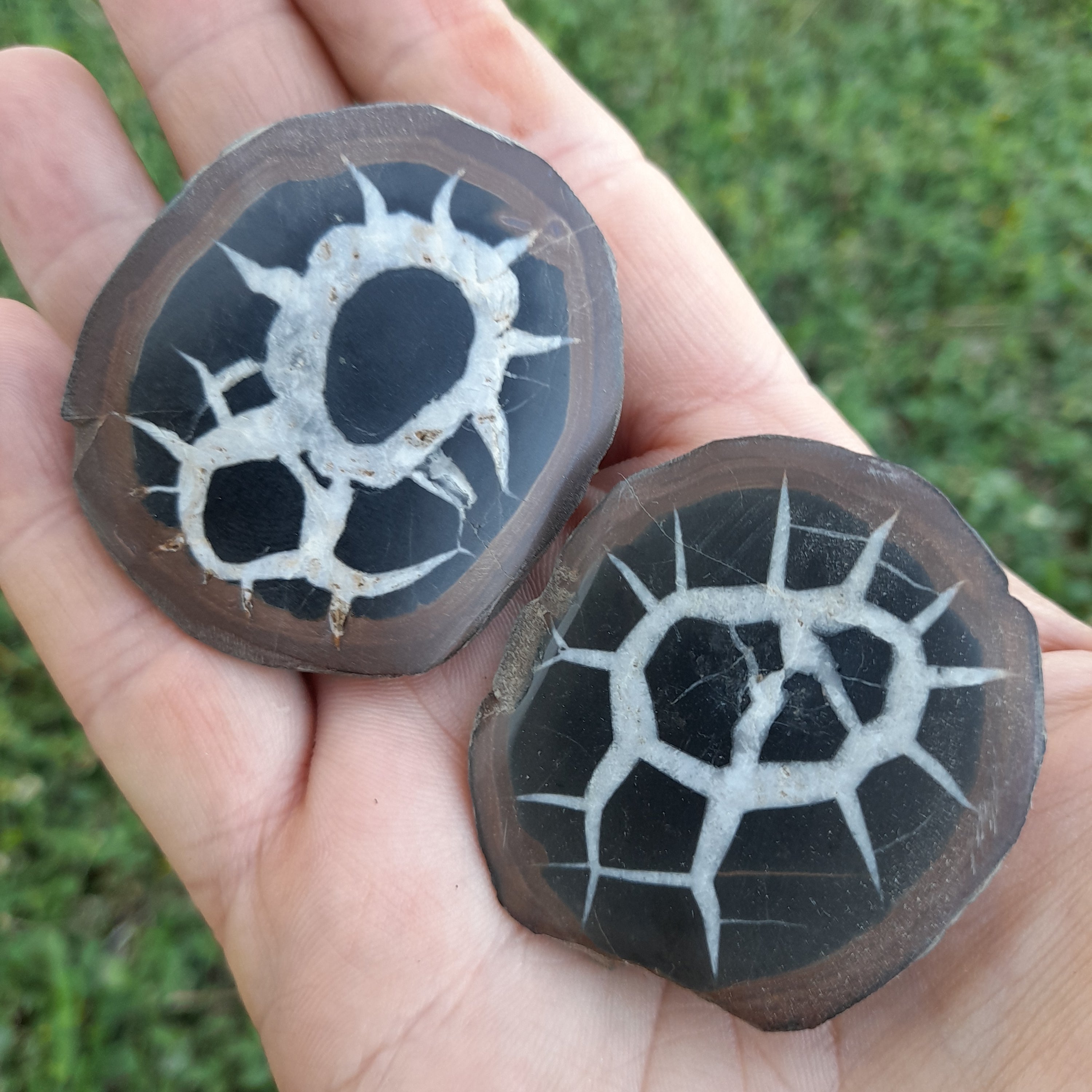 Septarian Nodules (pair)