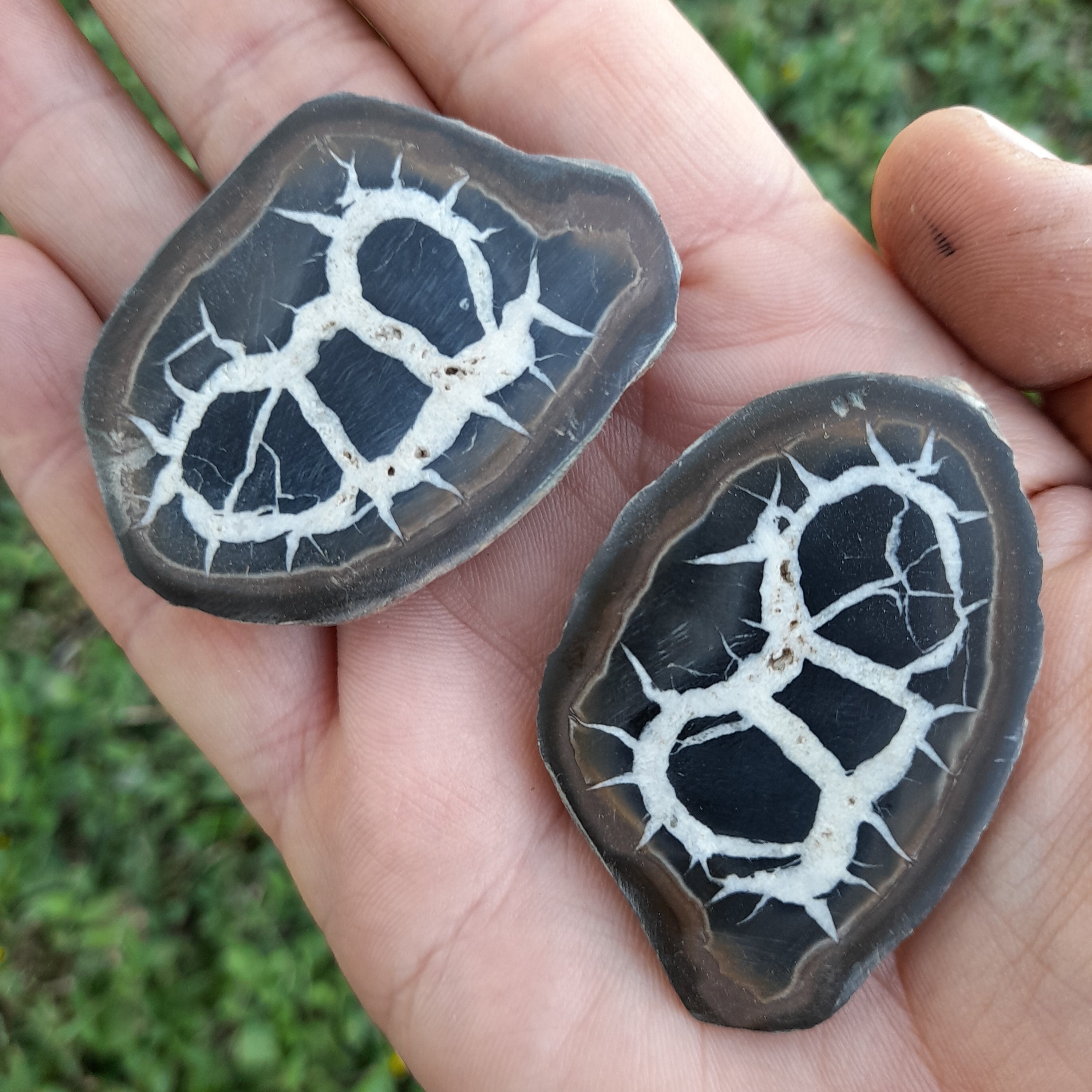 Septarian Nodules (pair)