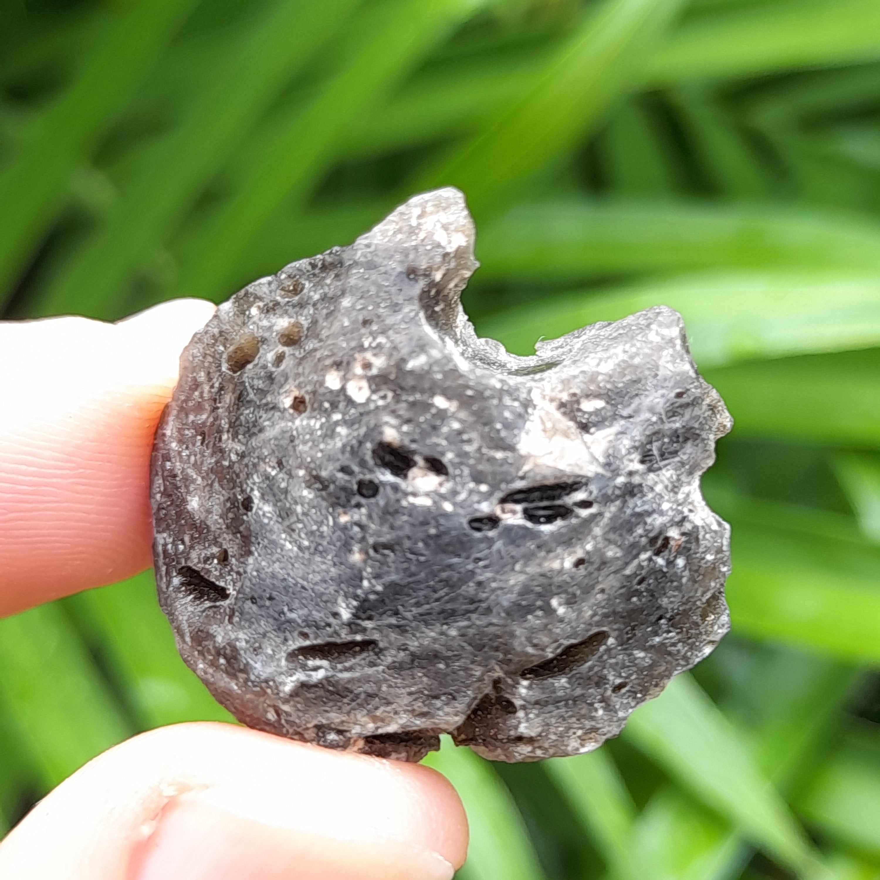 Darwin Glass ~ Tektite - Australian
