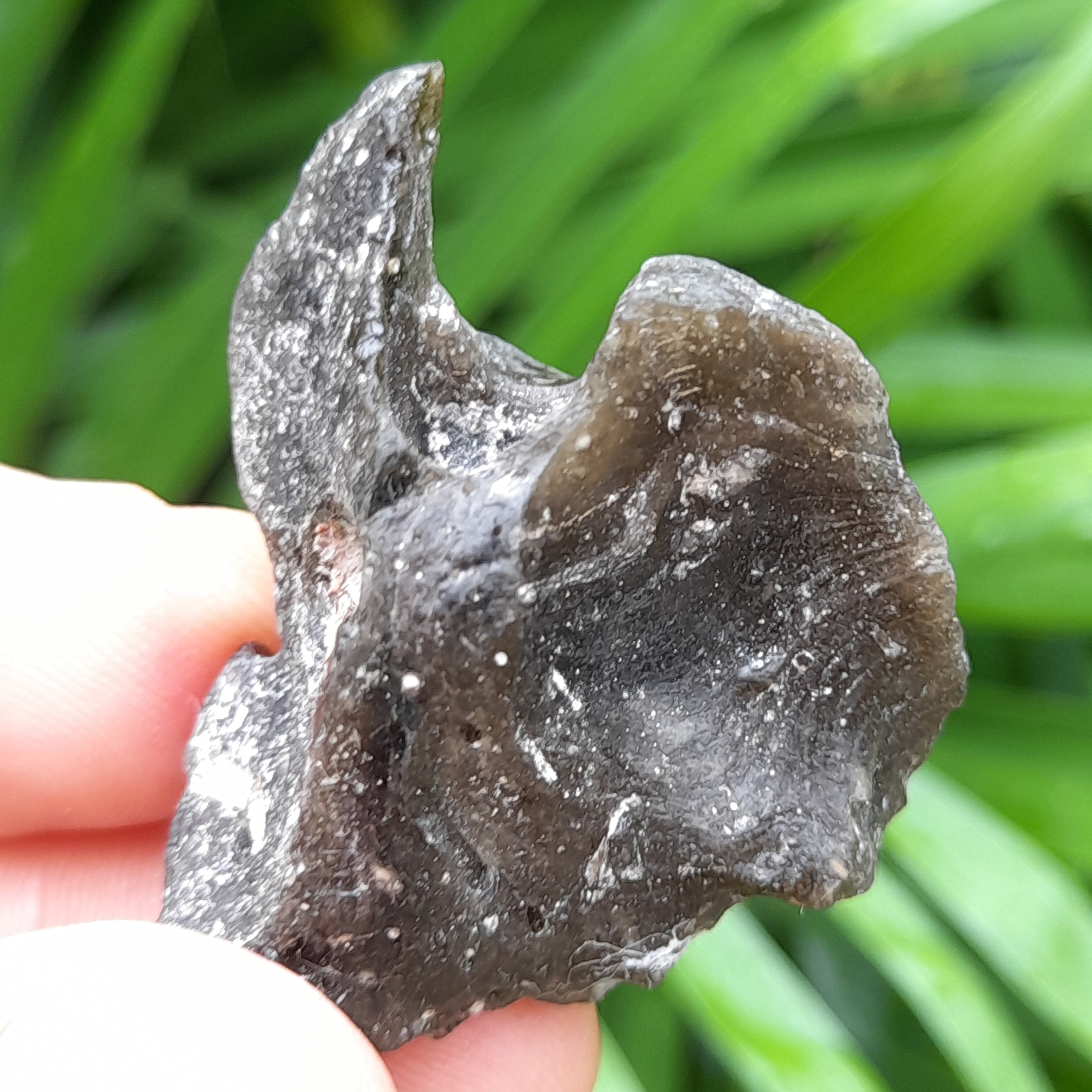 Darwin Glass ~ Tektite - Australian