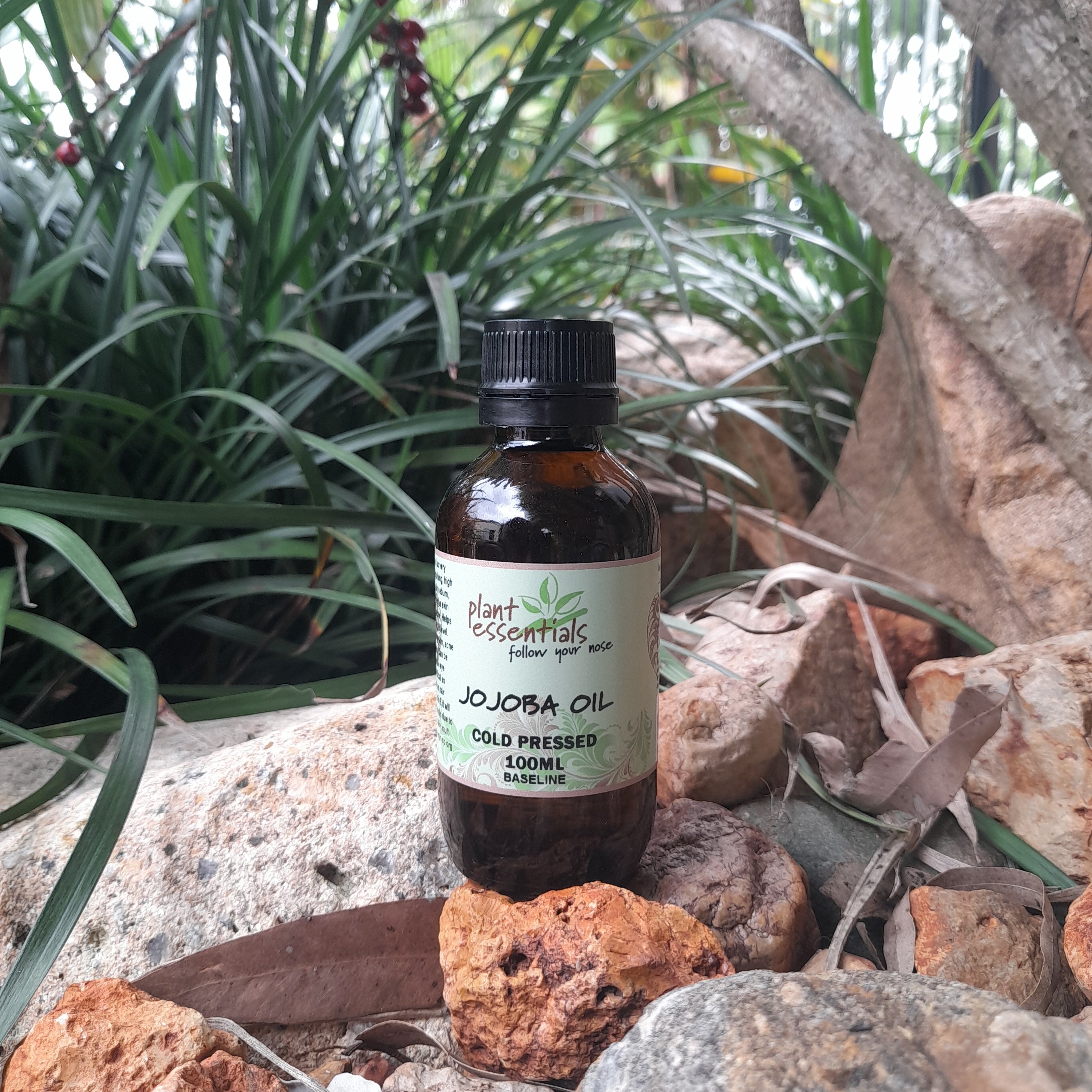 Jojoba Oil organically grown