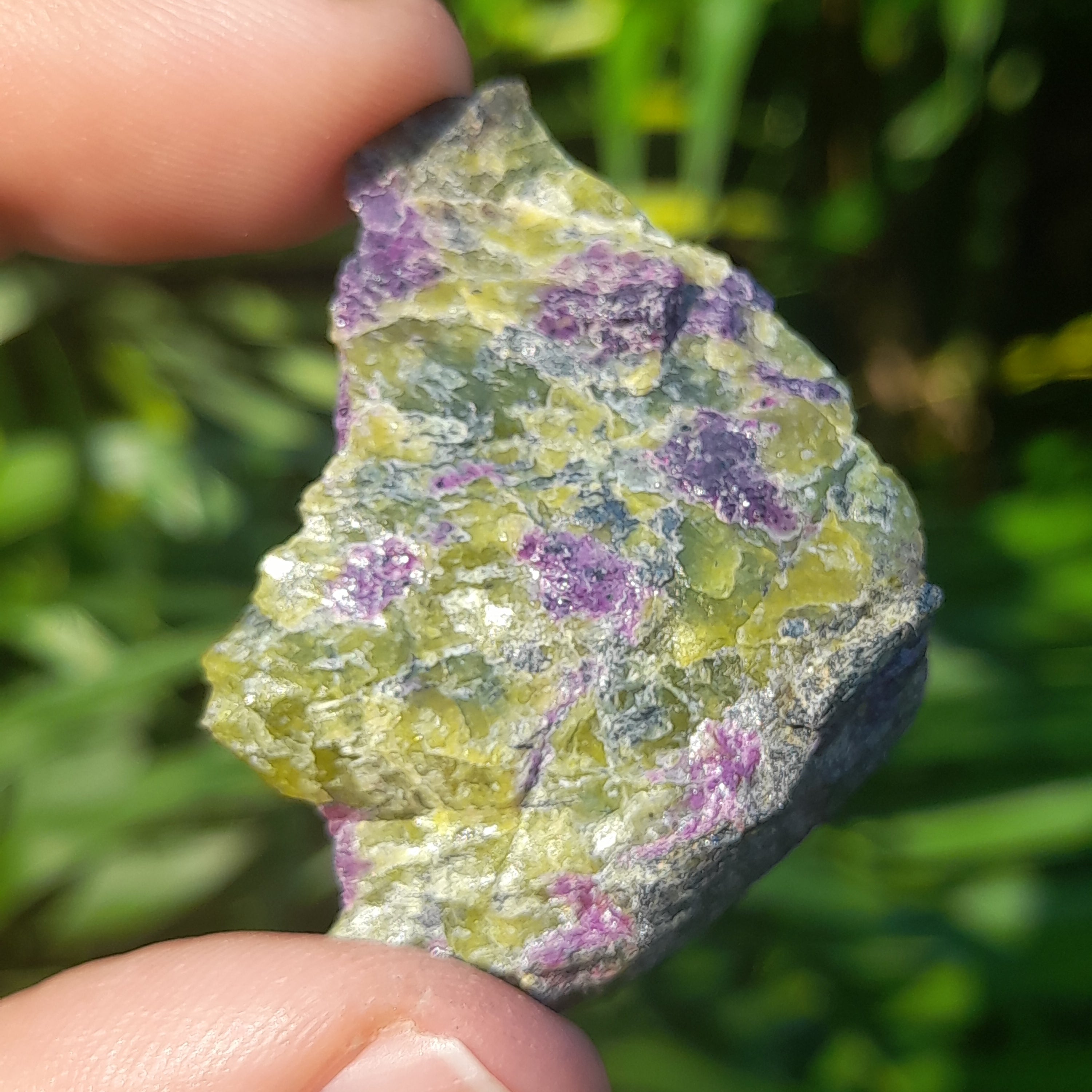 Stichtite in Serpentine (Atlantasite)