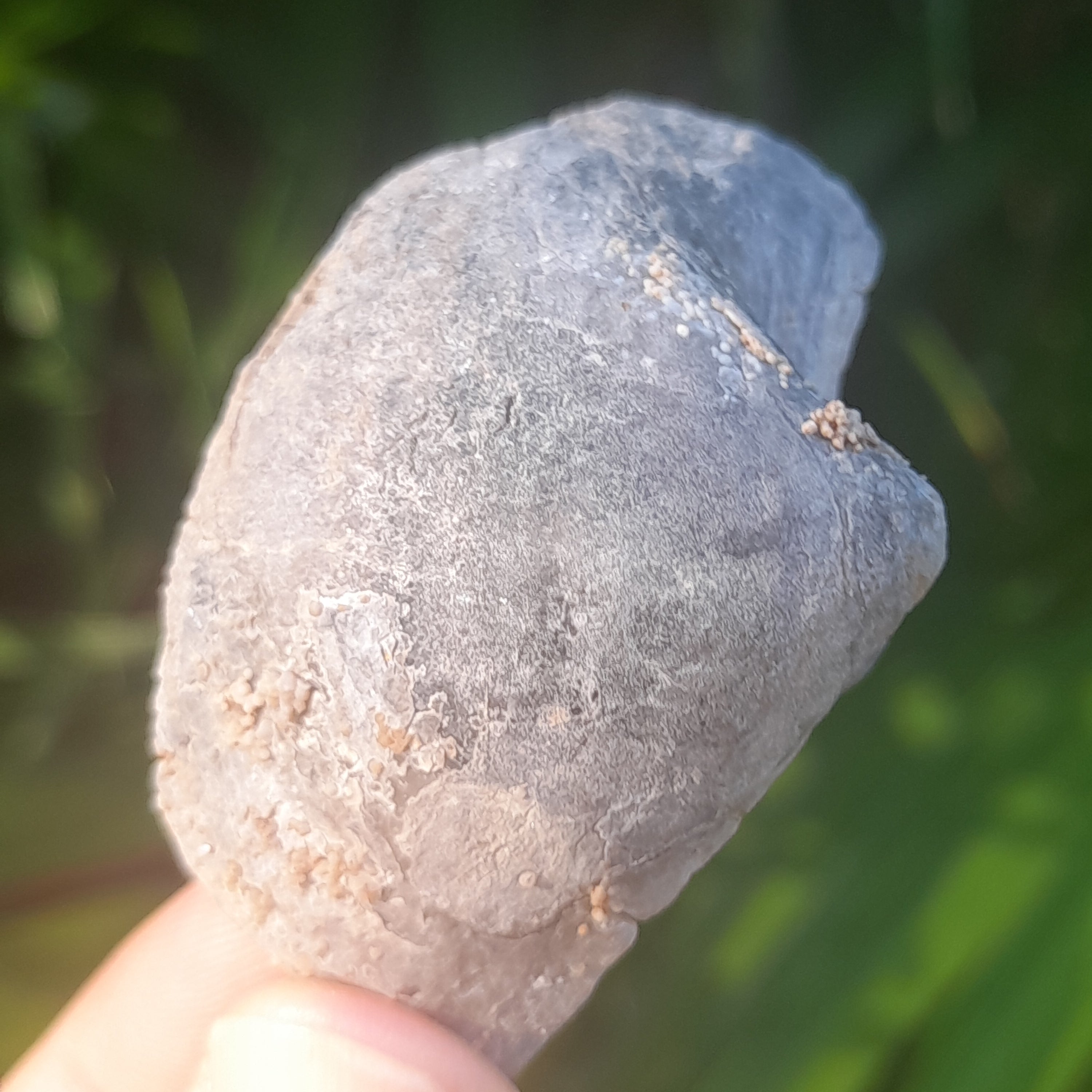 Shell Fossil