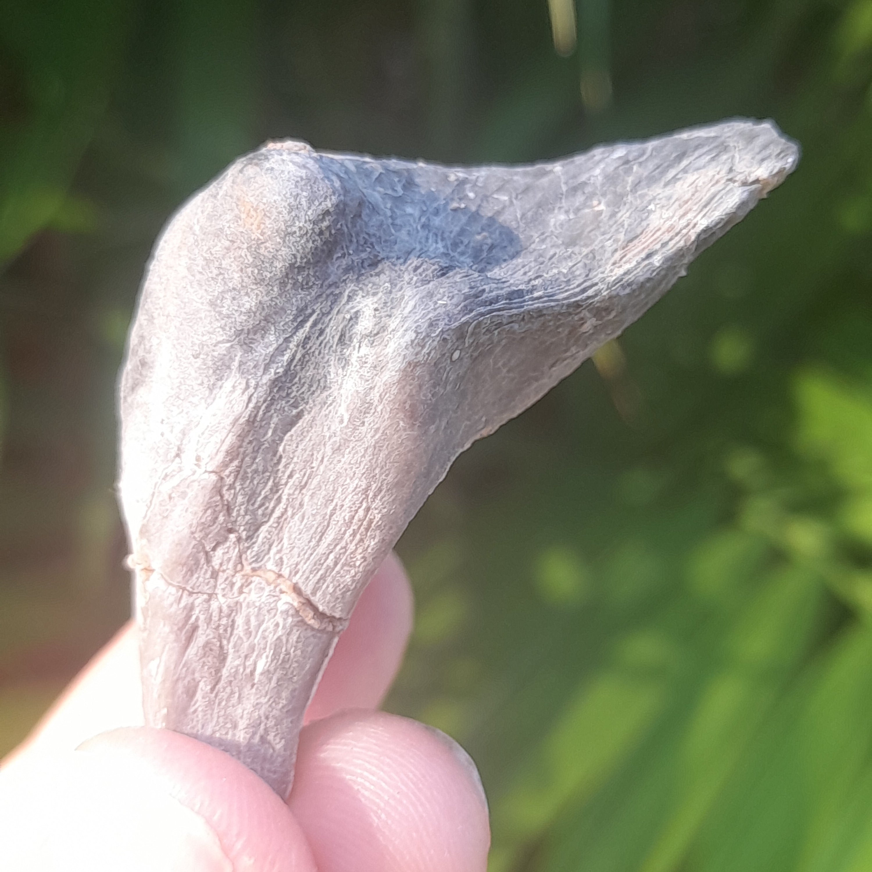 Shell Fossil