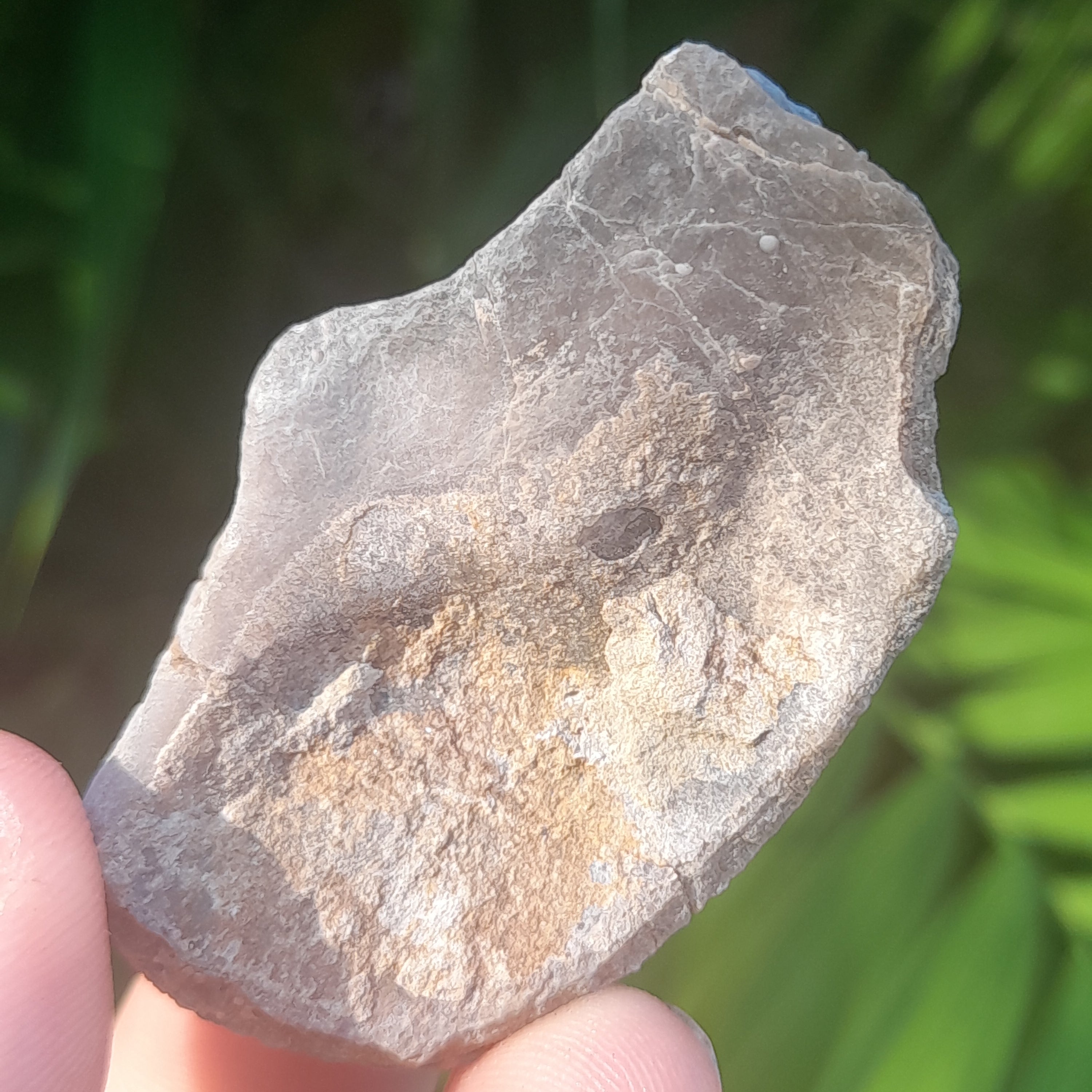 Shell Fossil