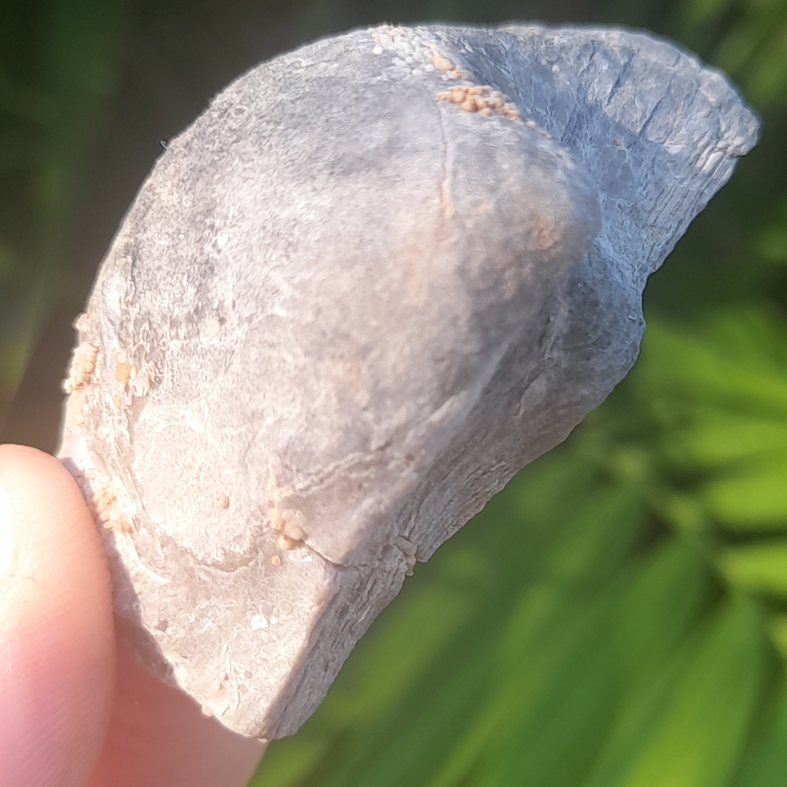 Shell Fossil