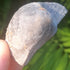 Shell Fossil