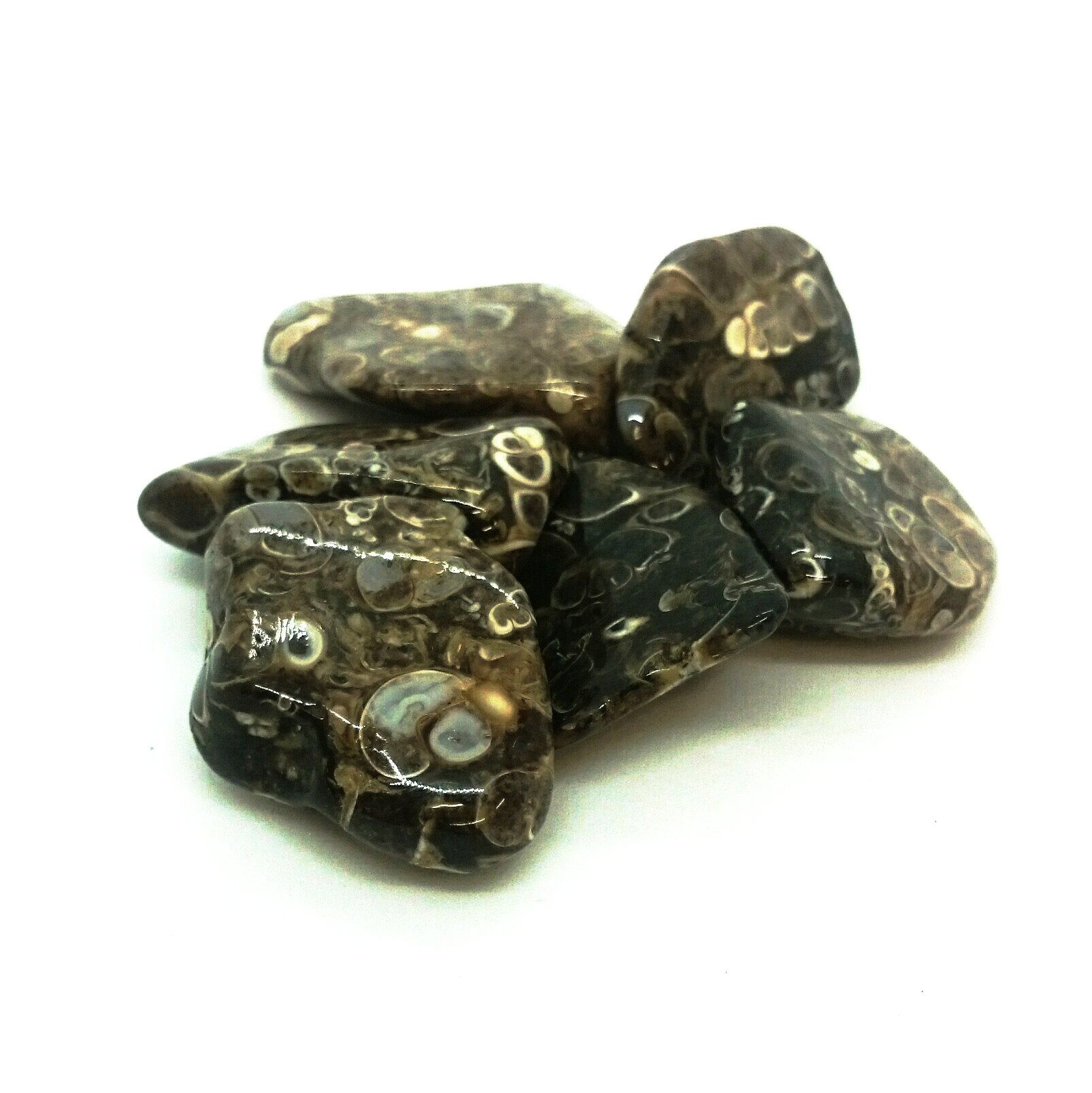 Turitella Agate ~ Tumbled stone