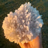 Selenite ~ Cluster 1.48kg