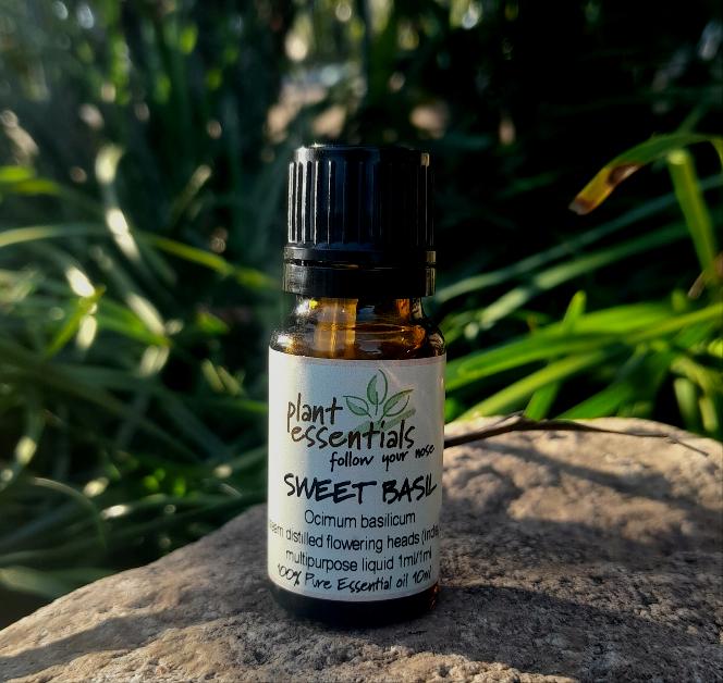 Basil, Sweet Essential Oil 30ml