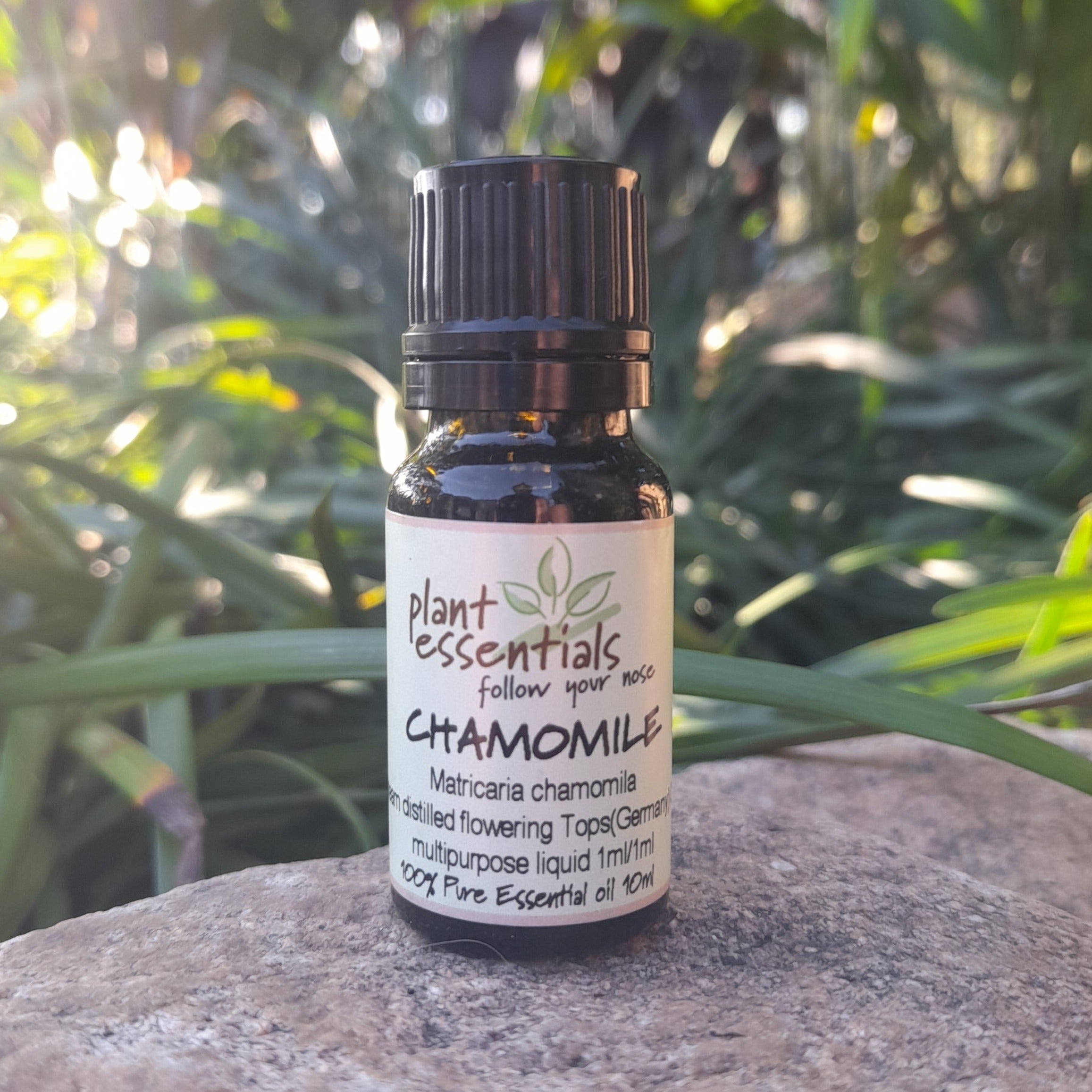 Chamomile, German Essential Oil