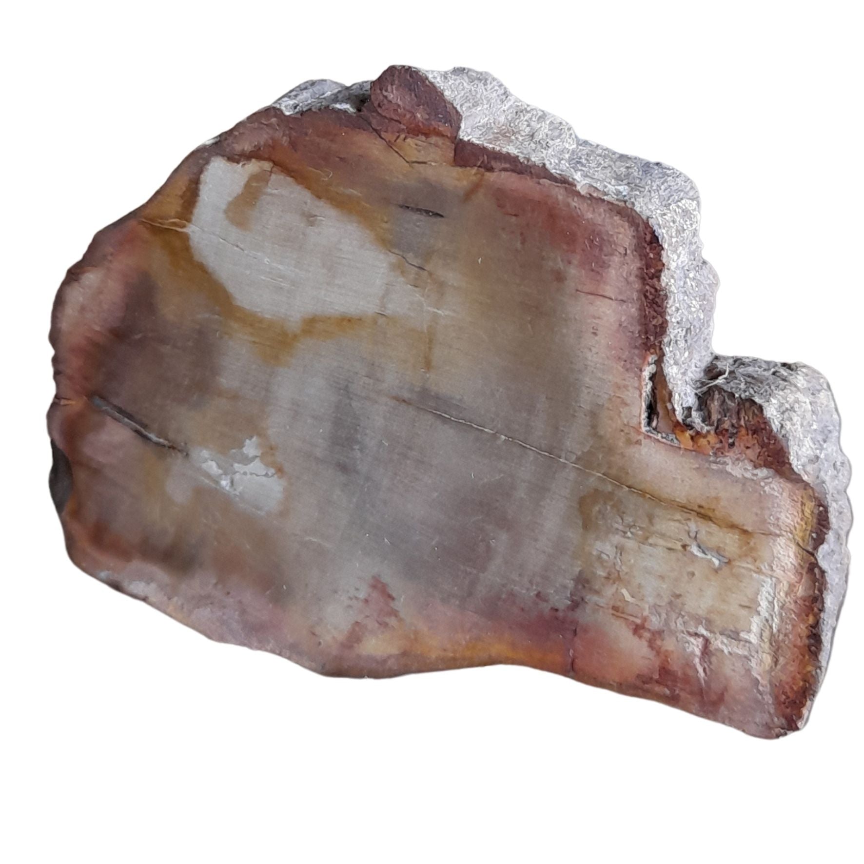 Petrified Wood