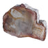 Petrified Wood