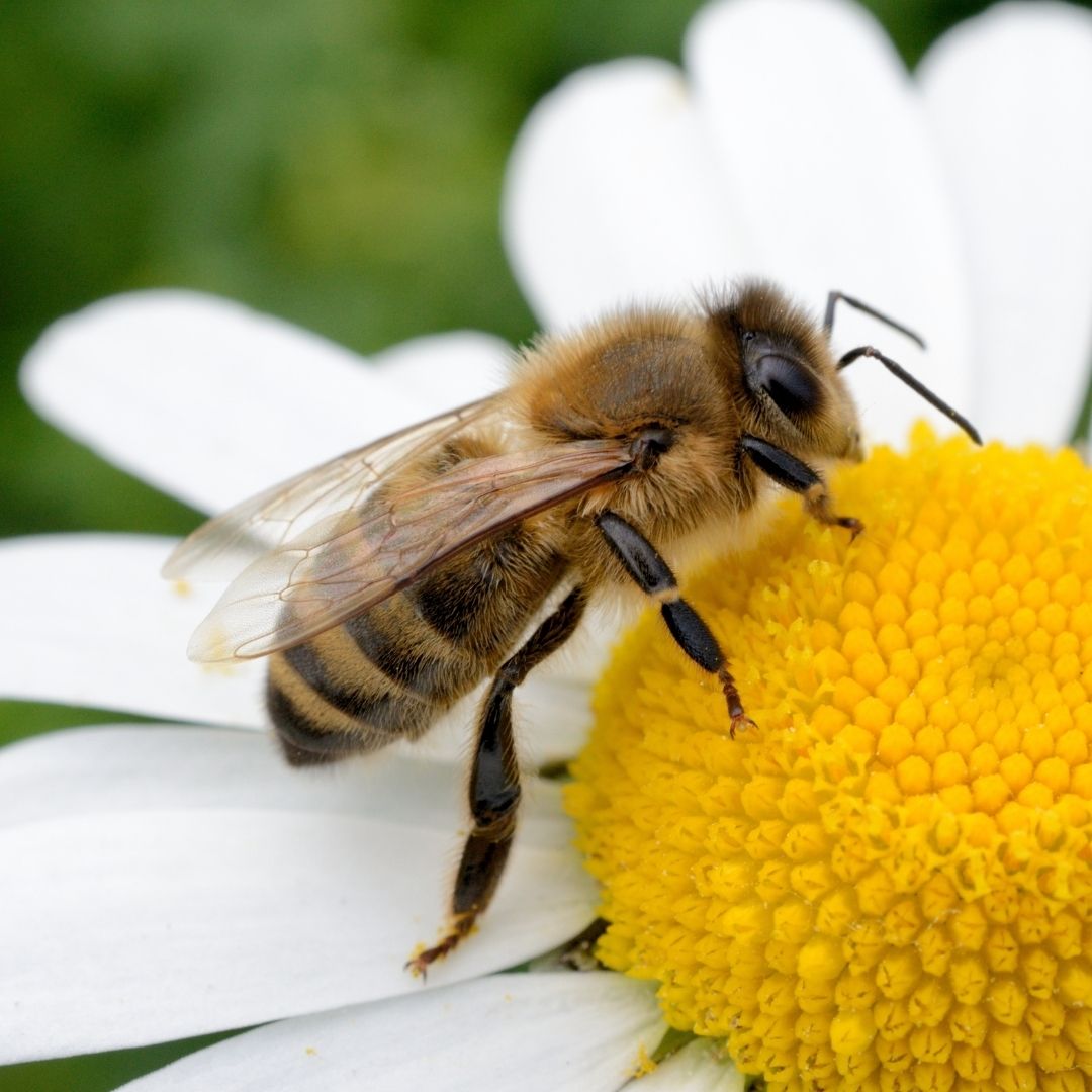 Bee Flower Mix ~ Seed packet, Eden Seeds Media 1 of 1
