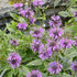 Wild Bergamot  ~ Seed packet, Eden Seeds