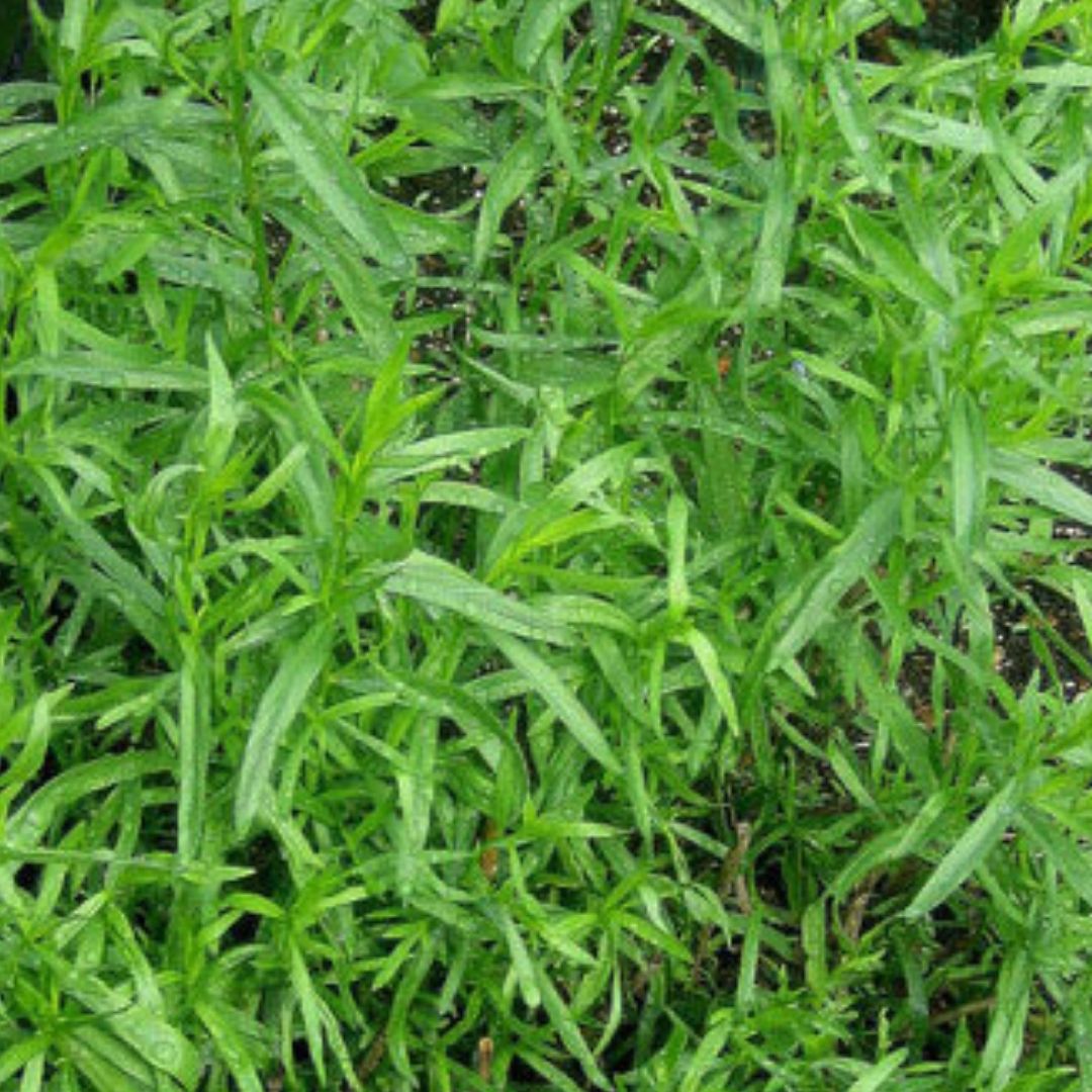 Tarragon ~ Seed packet, Eden Seeds Media 1 of 1