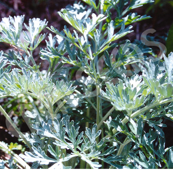 Wormwood ~ Seed packet, Eden Seeds