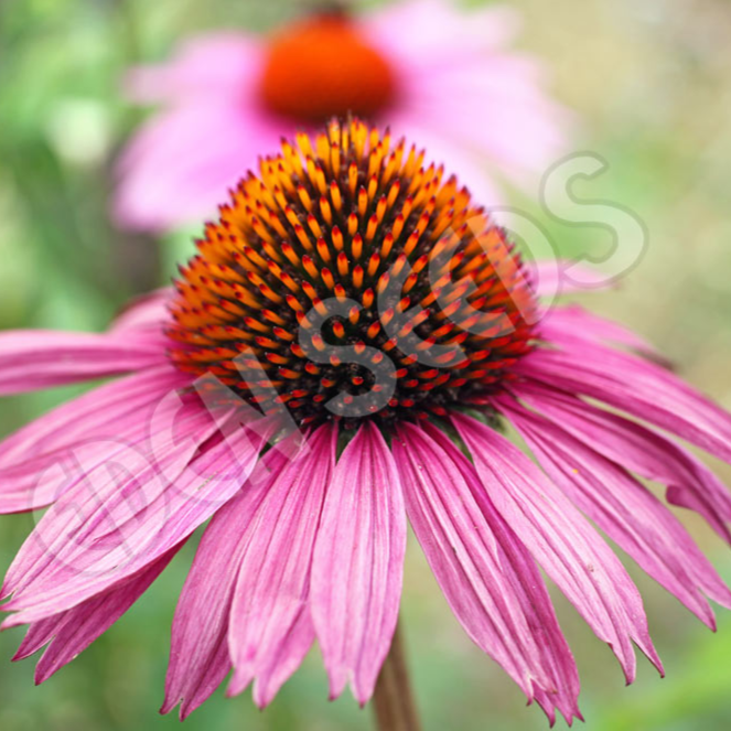 Echinacea purpurea ~ Seed packet, Eden Seeds
