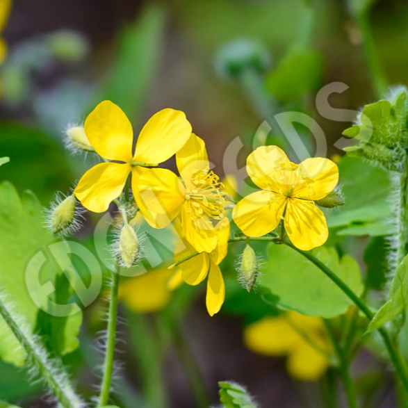 Celandine ~ Seed packet, Eden Seeds