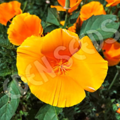 Californian Poppy ~ Seed packet, Eden Seeds sow by 08/2026