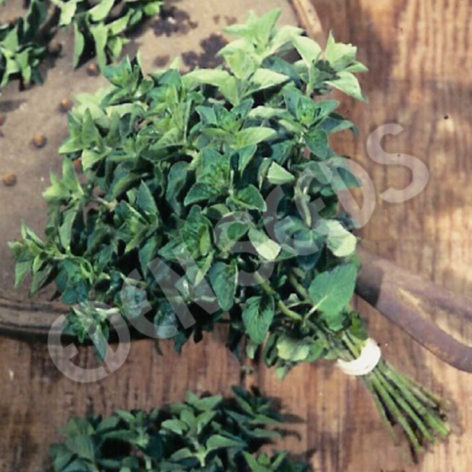 Oregano, Wild ~ Seed packet, Eden Seeds