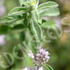 Pennyroyal ~ Seed packet, Eden Seeds