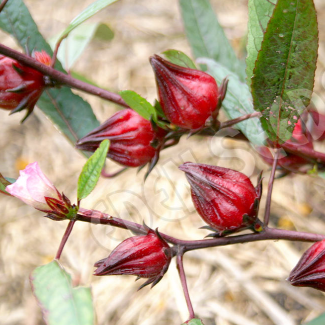 Rosella ~ Seed packet, Eden Seeds