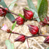 Rosella ~ Seed packet, Eden Seeds
