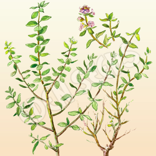 Thyme ~ Seed packet, Eden Seeds
