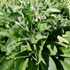 Comfrey ~ Seed packet, Eden Seeds