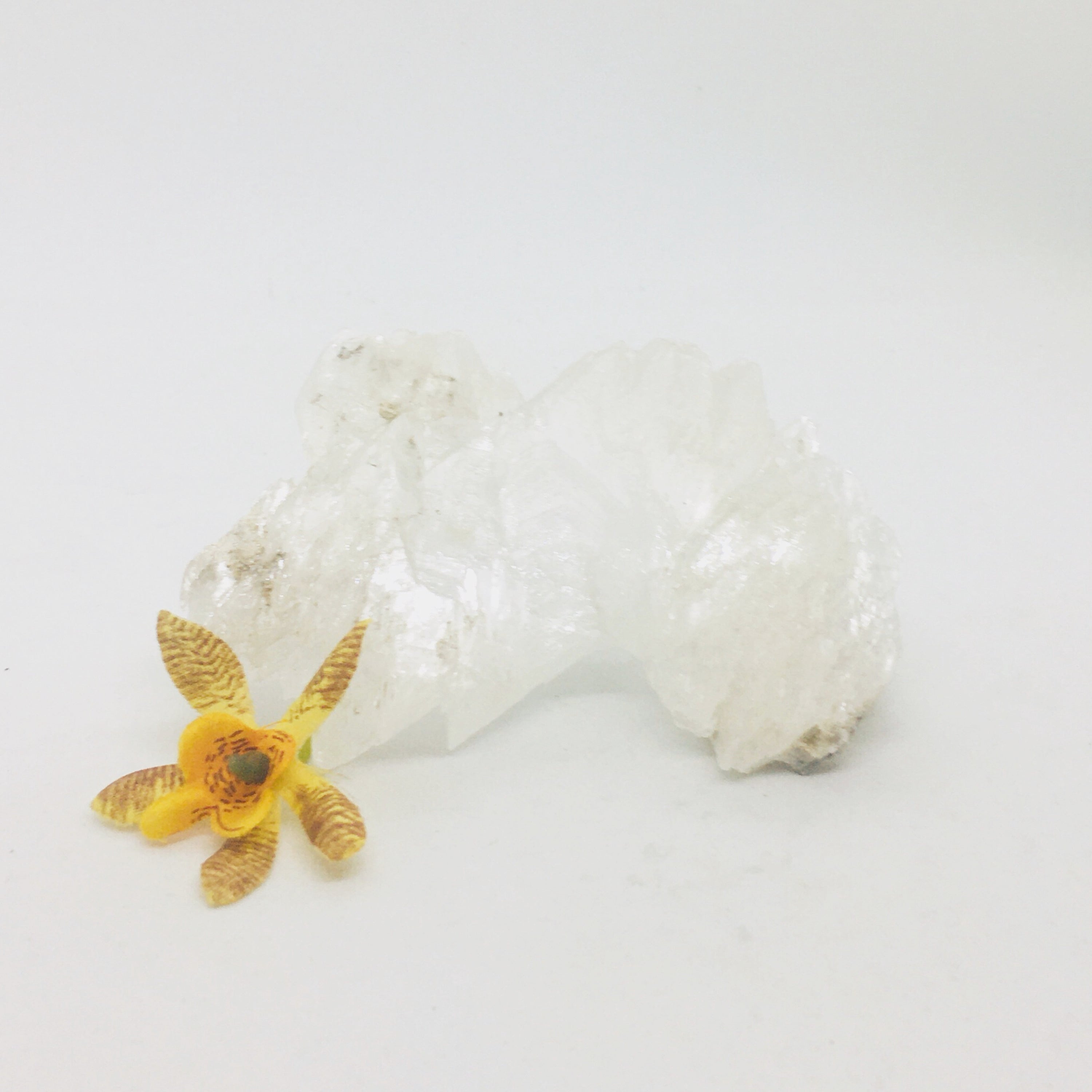 Selenite Fishtail ~ Large