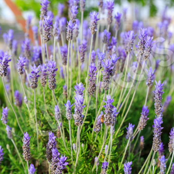 Lavender, Spanish ~ Seed packet, Eden Seeds