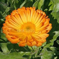 Calendula ~ Seed packet, Eden Seeds